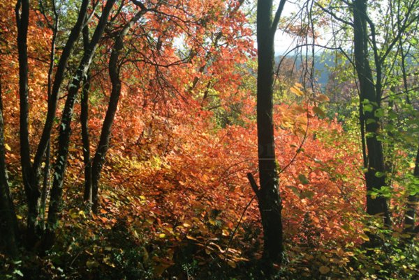 terreno in vendita a Val Liona in zona Grancona