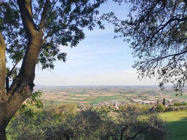 terreno agricolo in vendita a Barbarano Mossano
