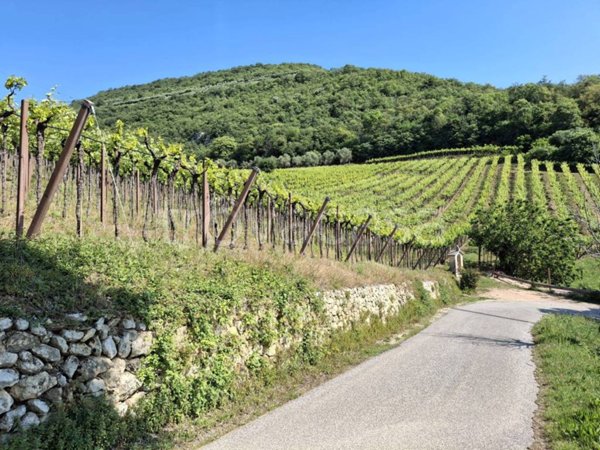 terreno agricolo in vendita a Barbarano Mossano in zona Barbarano Vicentino