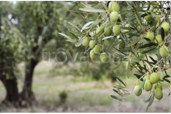 terreno agricolo in vendita a Colceresa