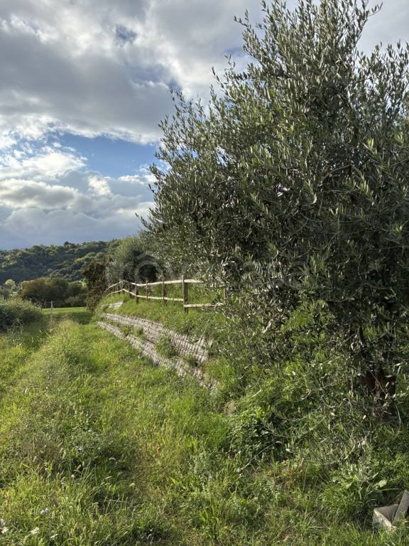 terreno agricolo in vendita a Colceresa in zona Molvena