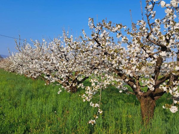 terreno agricolo in vendita a Colceresa in zona Mason Vicentino
