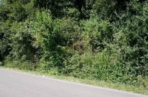 terreno agricolo in vendita a Sovizzo in zona Gambugliano