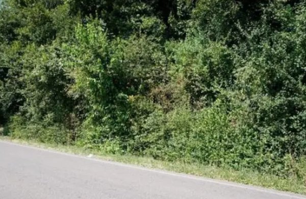 terreno agricolo in vendita a Sovizzo in zona Gambugliano