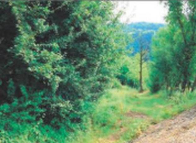 terreno edificabile in vendita a Sovizzo in zona Gambugliano