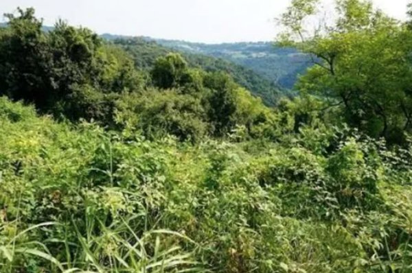 terreno agricolo in vendita a Sovizzo in zona Monte San Lorenzo