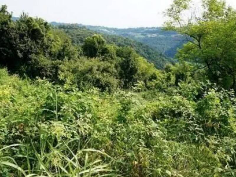 terreno agricolo in vendita a Sovizzo