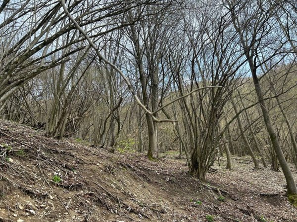 terreno agricolo in vendita ad Arsiè