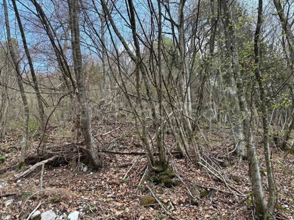 terreno agricolo in vendita ad Arsiè