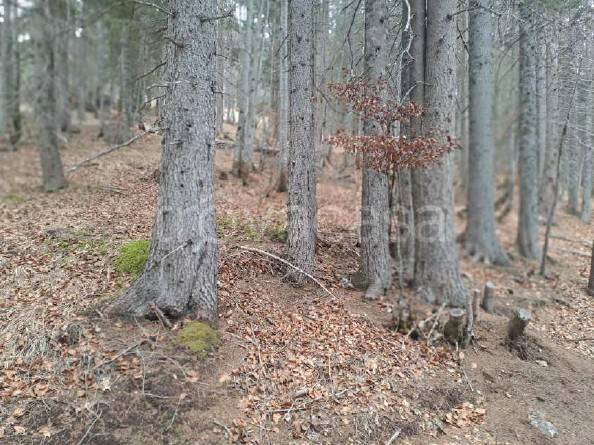 terreno agricolo in vendita ad Auronzo di Cadore in zona Misurina