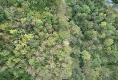 terreno agricolo in vendita a Belluno in zona Bolzano Bellunese