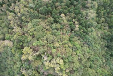 terreno agricolo in vendita a Belluno in zona Bolzano Bellunese