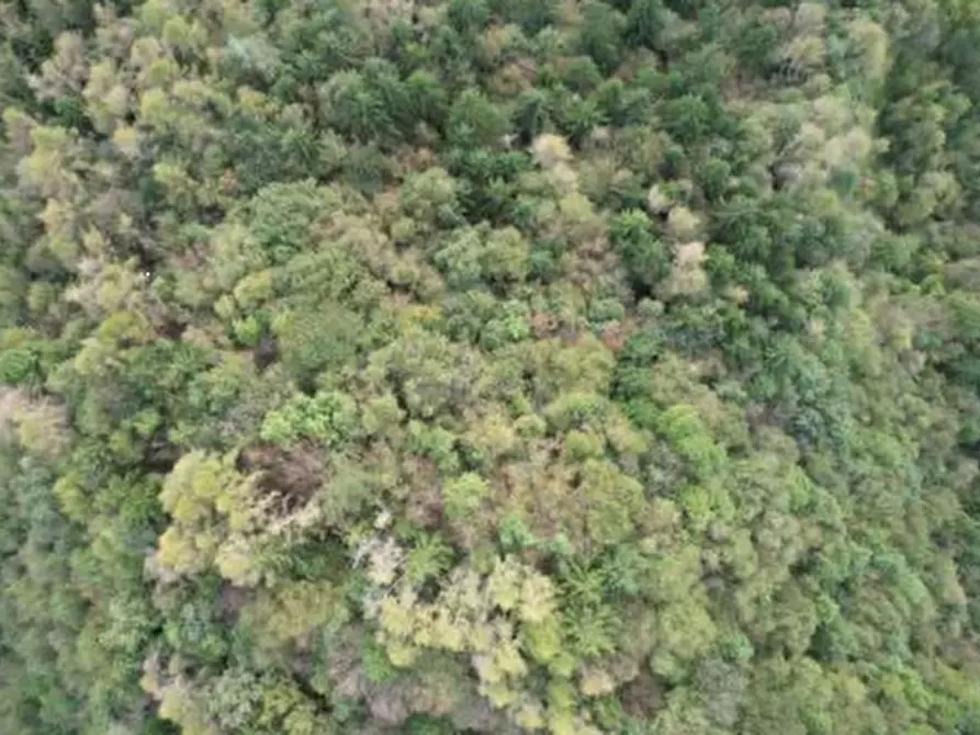 terreno agricolo in vendita a Belluno in zona Bolzano Bellunese