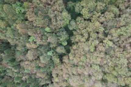 terreno agricolo in vendita a Belluno in zona Bolzano Bellunese
