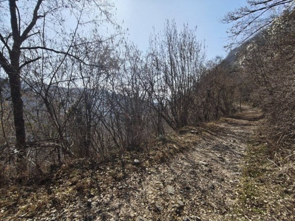 terreno agricolo in vendita a Belluno