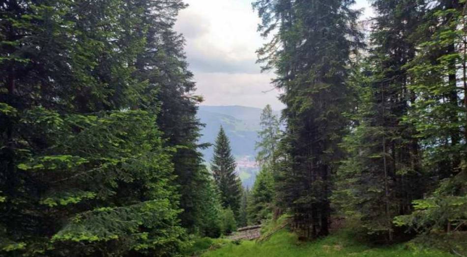 terreno agricolo in vendita a Comelico Superiore in zona Padola