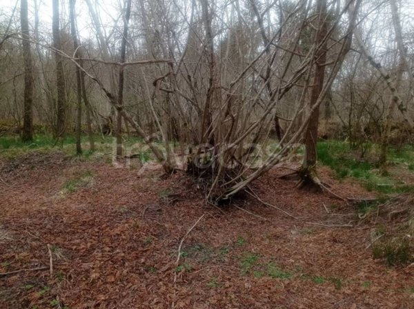terreno agricolo in vendita a Limana
