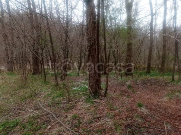 terreno agricolo in vendita a Limana