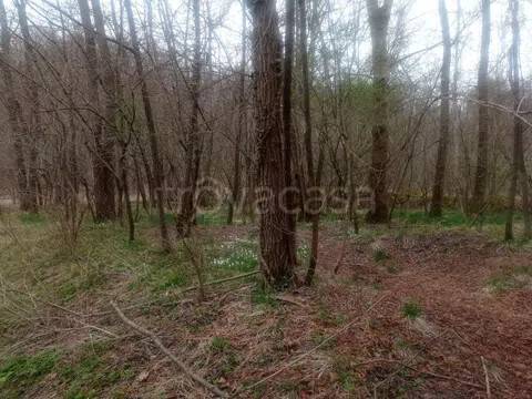 terreno agricolo in vendita a Limana in zona La Cal