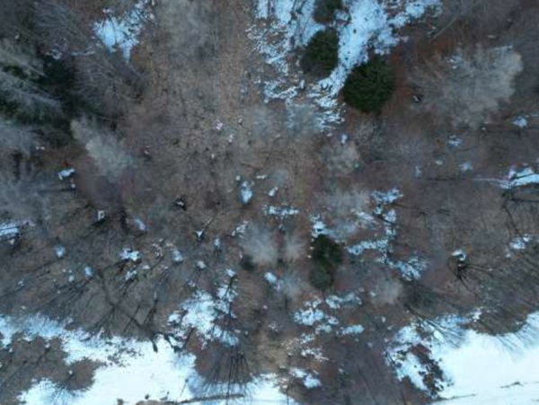 terreno agricolo in vendita a Longarone in zona Dogna