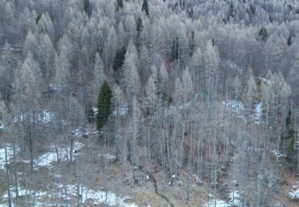 terreno agricolo in vendita a Longarone in zona Dogna