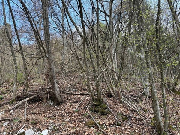 terreno agricolo in vendita a Borgo Valbelluna