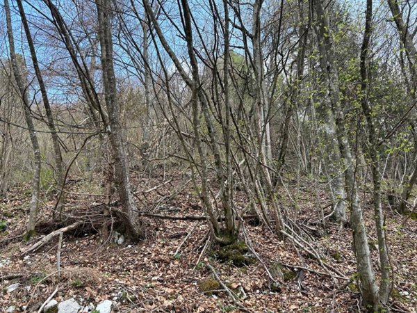 terreno agricolo in vendita a Borgo Valbelluna in zona Lentiai