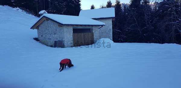 quadrivano in vendita a Borgo Valbelluna