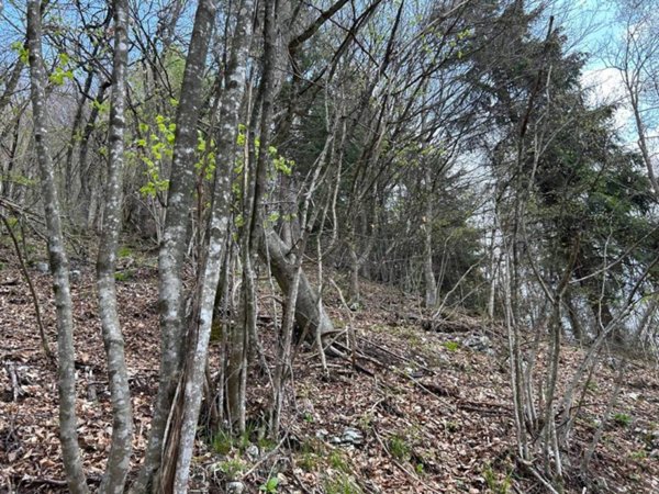 terreno agricolo in vendita a Borgo Valbelluna
