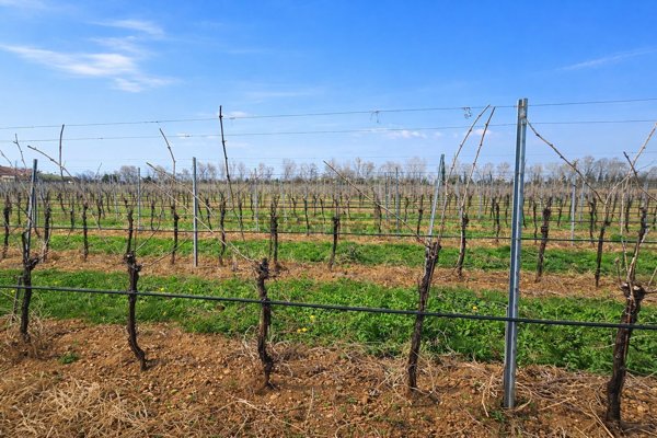 terreno agricolo in vendita ad Altivole