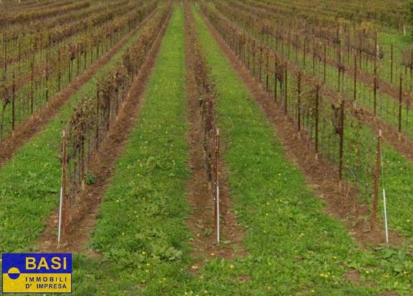 terreno agricolo in vendita ad Asolo