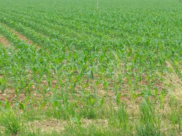 terreno in vendita ad Asolo