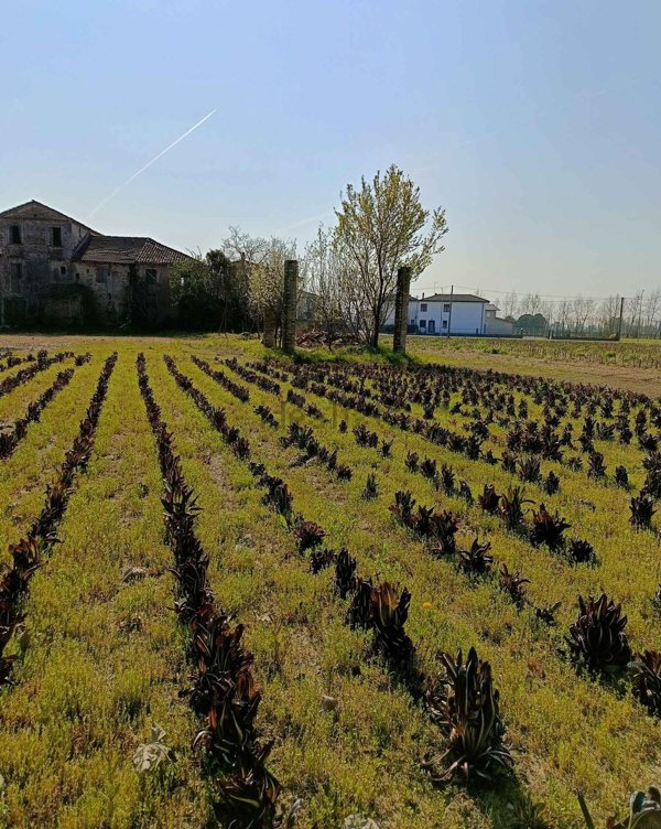 casale in vendita a Breda di Piave