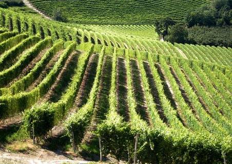 terreno agricolo in vendita a Cappella Maggiore