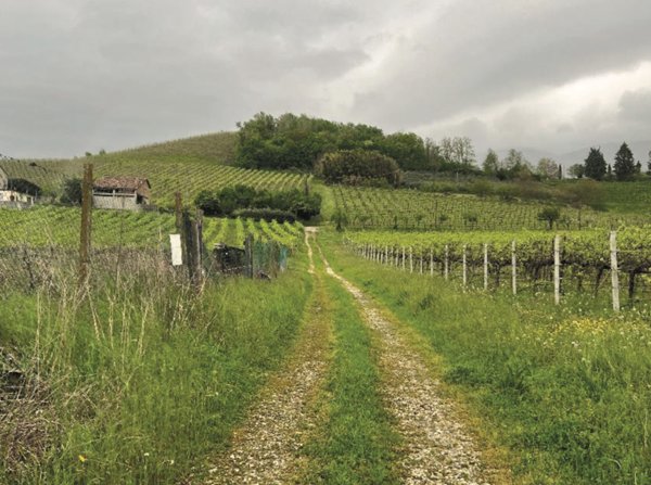 terreno agricolo in vendita a Cappella Maggiore