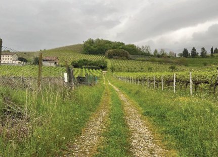 terreno agricolo in vendita a Cappella Maggiore