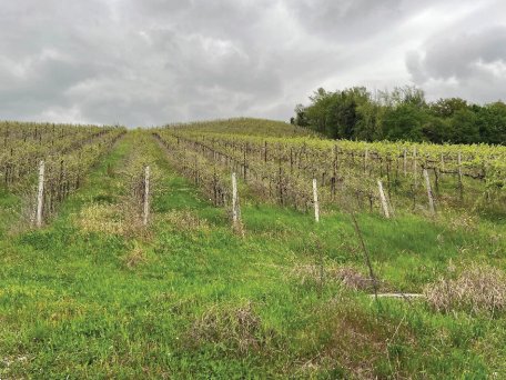 terreno agricolo in vendita a Cappella Maggiore