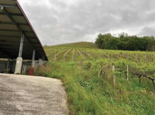 terreno agricolo in vendita a Cappella Maggiore