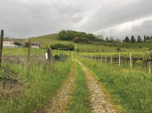 terreno agricolo in vendita a Cappella Maggiore