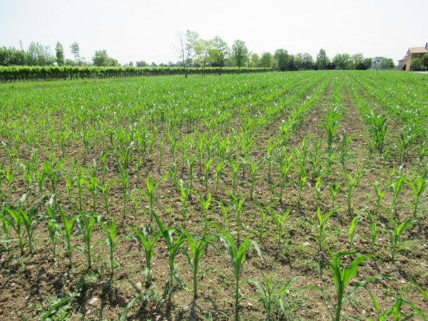 terreno agricolo in vendita a Carbonera in zona Pezzan