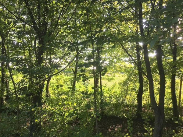 terreno edificabile in vendita a Carbonera in zona Biban