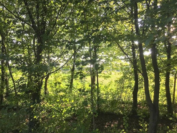 terreno edificabile in vendita a Carbonera in zona Biban