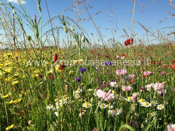 terreno agricolo in vendita a Casier in zona Dosson