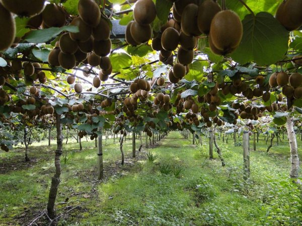 terreno agricolo in vendita a Casier