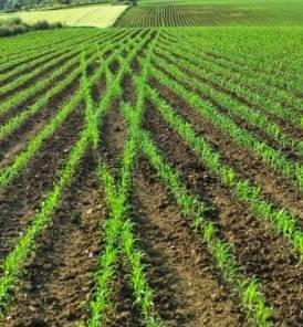 terreno agricolo in vendita a Castelfranco Veneto