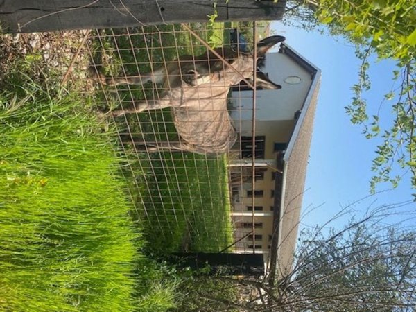 negozio in vendita a Castelfranco Veneto