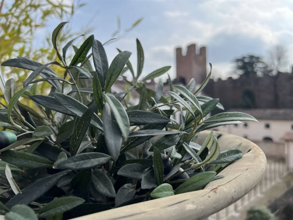 appartamento in vendita a Castelfranco Veneto
