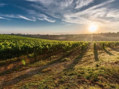 terreno agricolo in vendita a Cessalto
