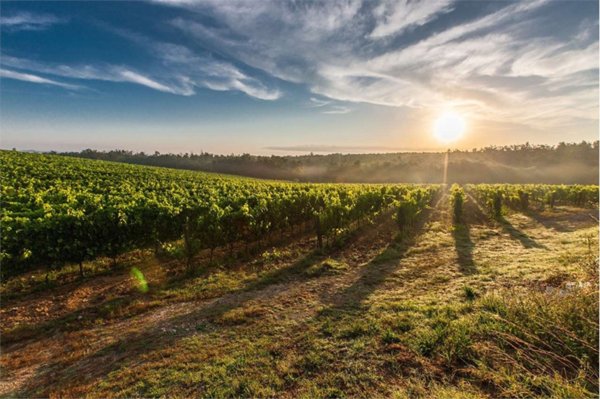 terreno agricolo in vendita a Cessalto