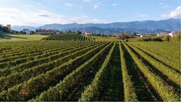 terreno agricolo in vendita a Colle Umberto